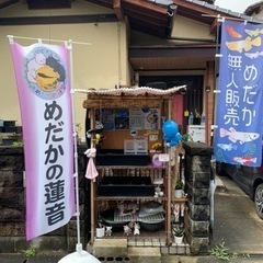 6月30日　めだかの蓮音無人販売所　めだか販売　メダカ販売 6月2日からめだかの蓮音無人販売所めだか販売メダカ販売金魚販売