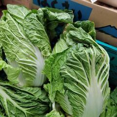 激安　朝一入荷　白菜