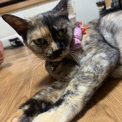 ★里親様✨募集致します★ジーナ - 札幌市