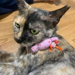 ★里親様✨募集致します★ジーナ − 北海道