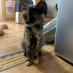 ★里親様✨募集致します★ジーナ - 猫