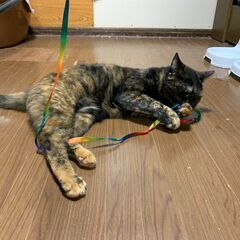 ★里親様✨募集致します★コトちゃん※6/29(日)ヨイショテラス譲渡会に参加します − 北海道