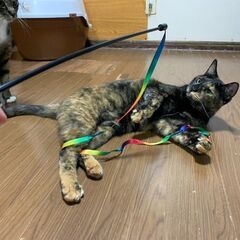 ★里親様✨募集致します★コトちゃん※6/29(日)ヨイショテラス譲渡会に参加します - 札幌市