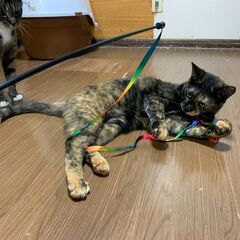 ★里親様✨募集致します★コトちゃん※6/29(日)ヨイショテラス譲渡会に参加します - 猫