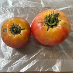 トマトの画像