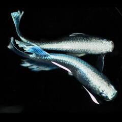 改良メダカエメキン若魚10匹＋αの画像