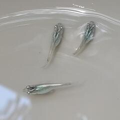 改良メダカエメキン若魚10匹＋αの画像