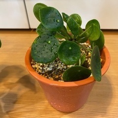 観葉植物ピレア ペペロミオイデス