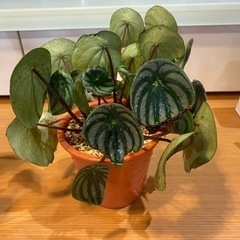 観葉植物🪴スイカペペロミア🍉
