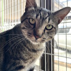 サバトラ猫のこてつ君　４才の男の子です