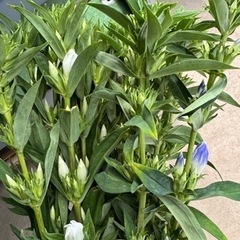 リンドウの収穫の作業です