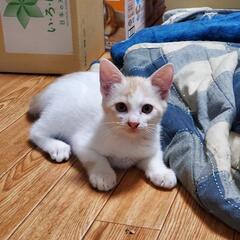 子猫 里親募集