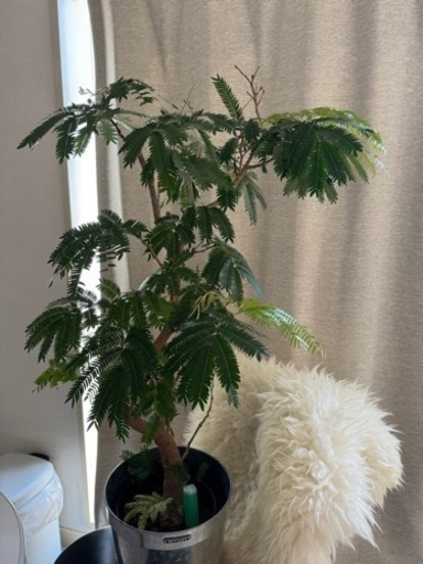 エバーフレッシュ曲がり90cm(鉢付き)【8月上旬まで】