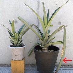 パイナップル　苗、発根済クラウン