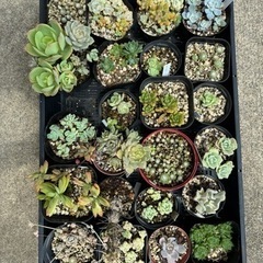 【おはなし中】多肉植物トレーごと