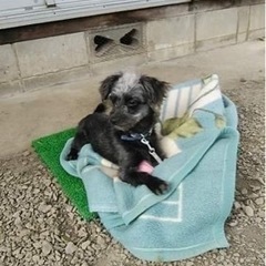 ミックス犬