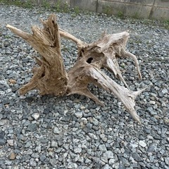 天然流木　大