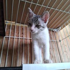 【長崎】迷子収容されたサバシロ子猫の家族募集（終生の室内飼育、面...