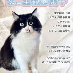 保護犬猫里親募集、譲渡会開催のチラシ作成します（無料*全地域対応OK）
