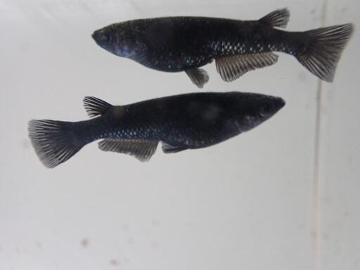 ブラックダイヤ　稚魚　10匹　1000円