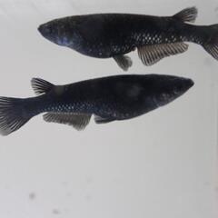 ブラックダイヤ　稚魚　10匹　1000円