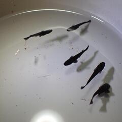 ブラックダイヤ　稚魚　10匹　1000円の画像