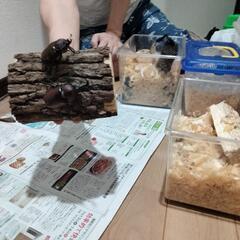 カブトムシ　クワガタムシの画像