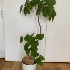 フィカス　ウンベラータ　125センチ　8号相当　観葉植物