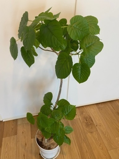 フィカス　ウンベラータ　125センチ　8号相当　観葉植物