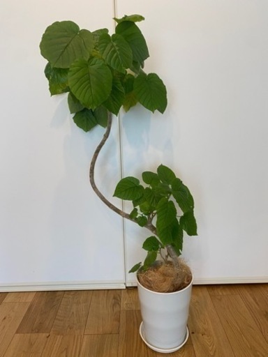 フィカス　ウンベラータ　125センチ　8号相当　観葉植物
