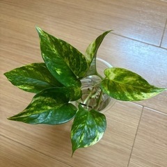 【観葉植物】ポトス・ゴールデン苗