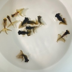 決まりました‼️NEW❷‼️金魚【でめきん】SS【小さめ】サイズ...
