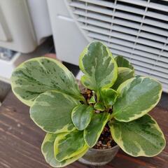 ペペロミア 斑入り 観葉植物 多肉植物