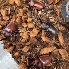 ラスト一名カブトムシペア！