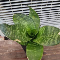 サンセベリア サンスベリア 多肉植物 観葉植物 斑入り
