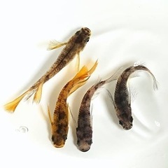 メダカ品種ミックス☘ビオトープ飼育セット☘️おまけ付き《めだか&...
