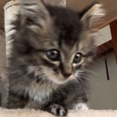 保護猫♦️里親募集♦️洋猫とキジトラのミックス♡ オス猫♡ 2ヶ月