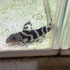 熱帯魚　シノドンティス　アルボリィニアータ　8〜8.5㎝　実寸　...