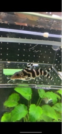 熱帯魚　シノドンティス　アルボリィニアータ　8〜8.5㎝　実寸　写真個体販売