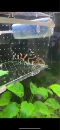 熱帯魚　シノドンティス　アルボリィニアータ　8〜8.5㎝　実寸　写真個体販売