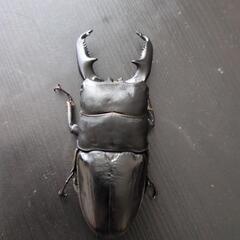 クワガタ　♂単品色々セット