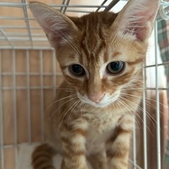 大人気茶トラくん(=^ェ^=)