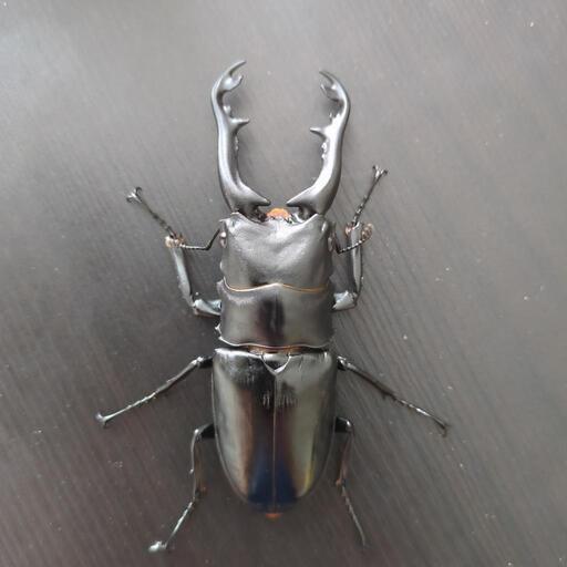 クワガタ　♂単品色々セット