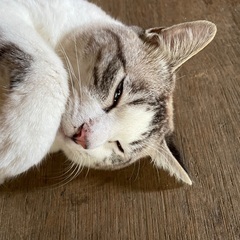 オス猫 1歳　訳アリ