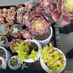 多肉植物の画像