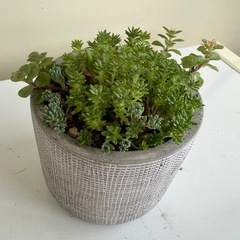 多肉植物の画像