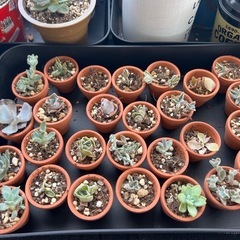 多肉植物の画像