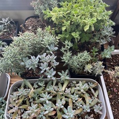 多肉植物の画像