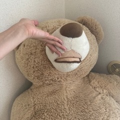 costco テディベアの画像