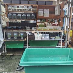 27日（土）メダカすくい！カブトムシ🪲🎁めだか色々！ミジンコ、ゾ...